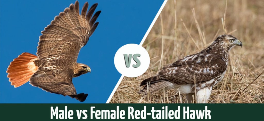 male vs female red tailed hawk feture