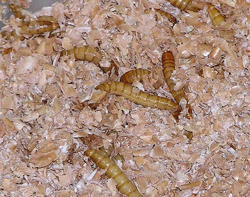 mealworm_Rasbak_Wikimedia
