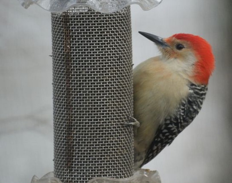 mesh bird feeder_File Upload Bot_Wikimedia