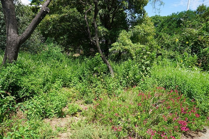 native plants_Michael Barera _Wikimedia