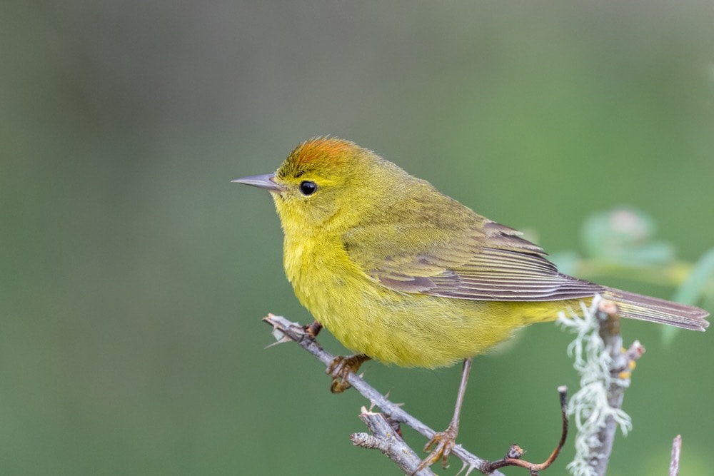Orange-crowned Warbler perched on twig