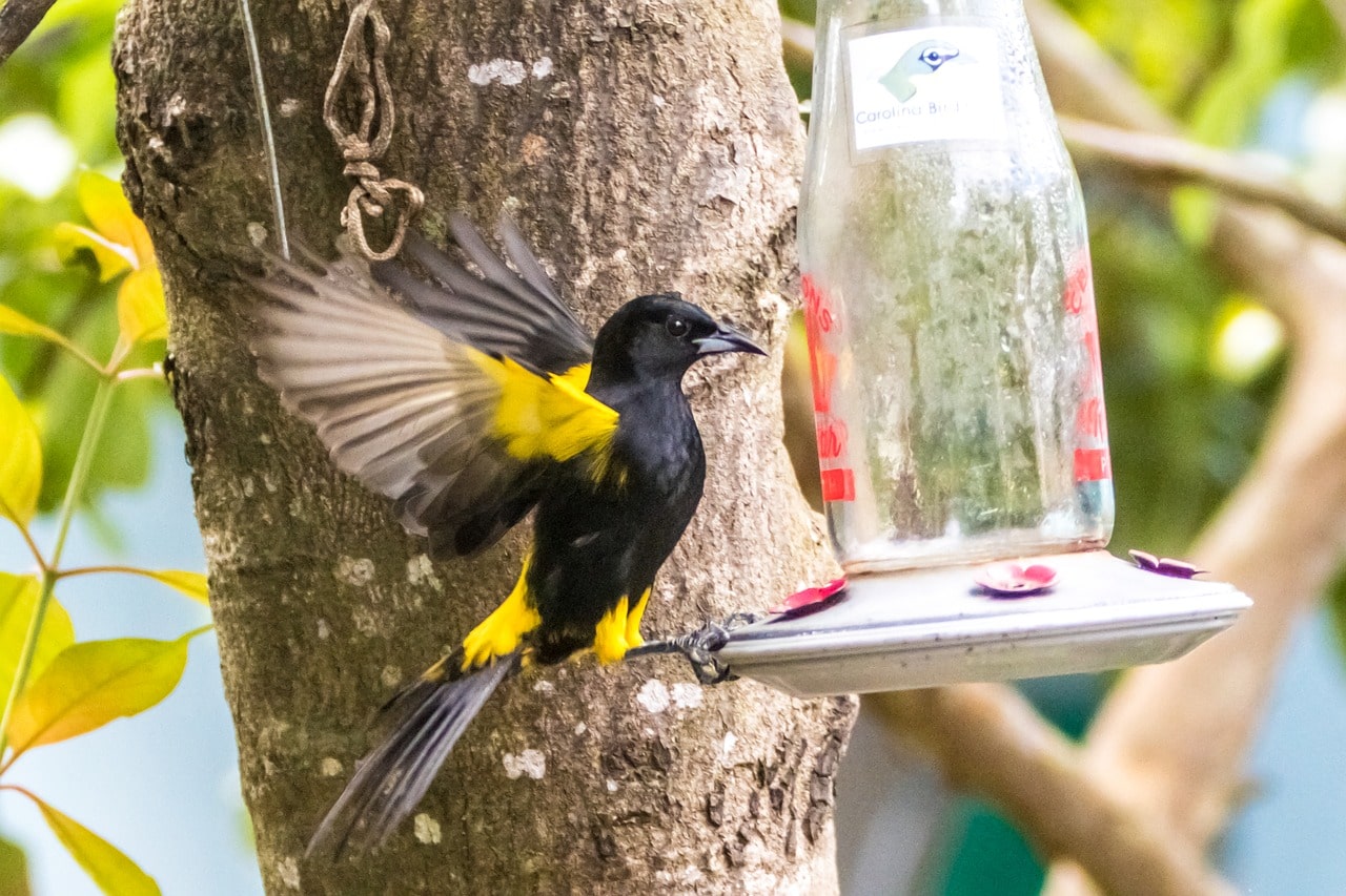 oriole and feeder