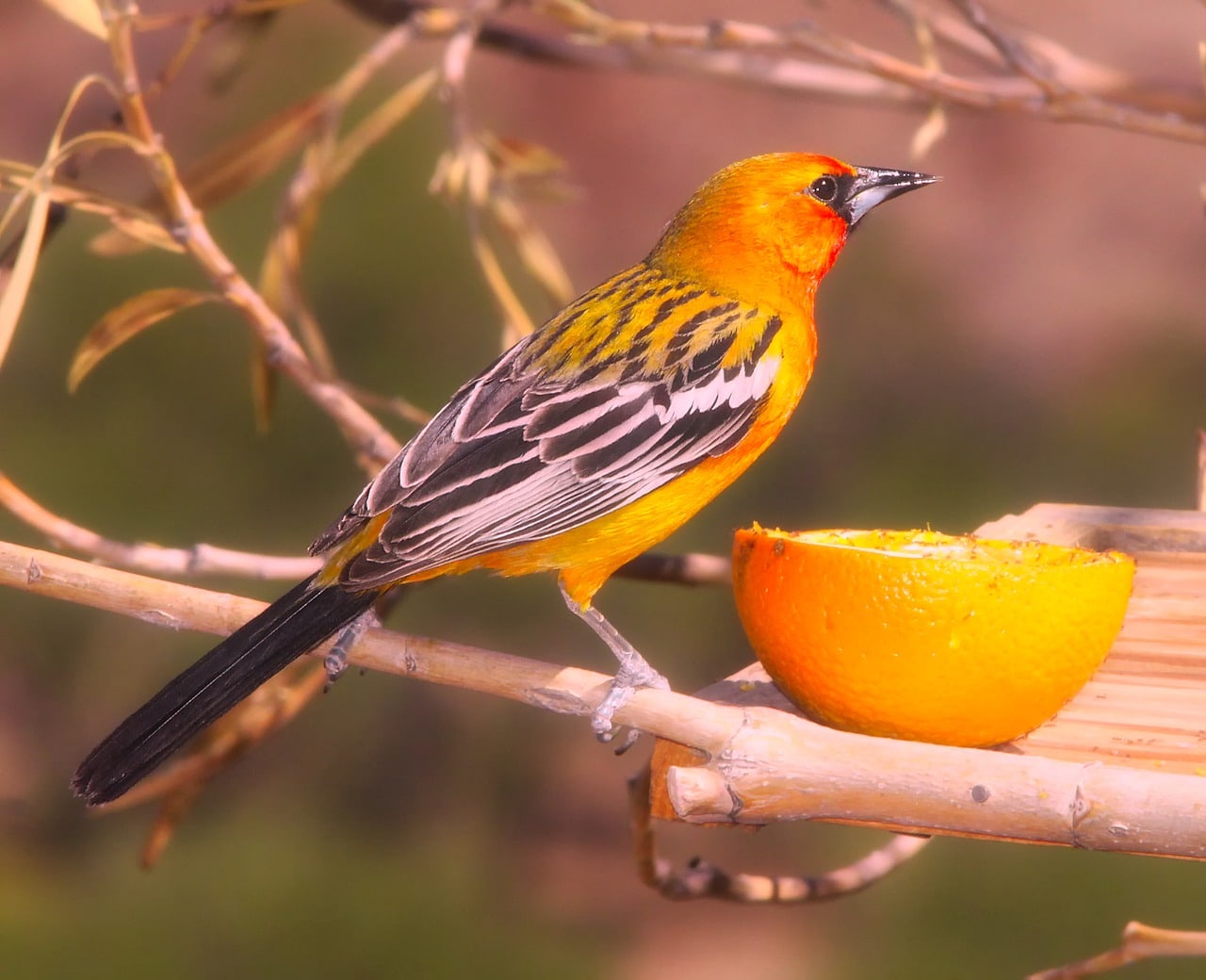 oriole and orange close up