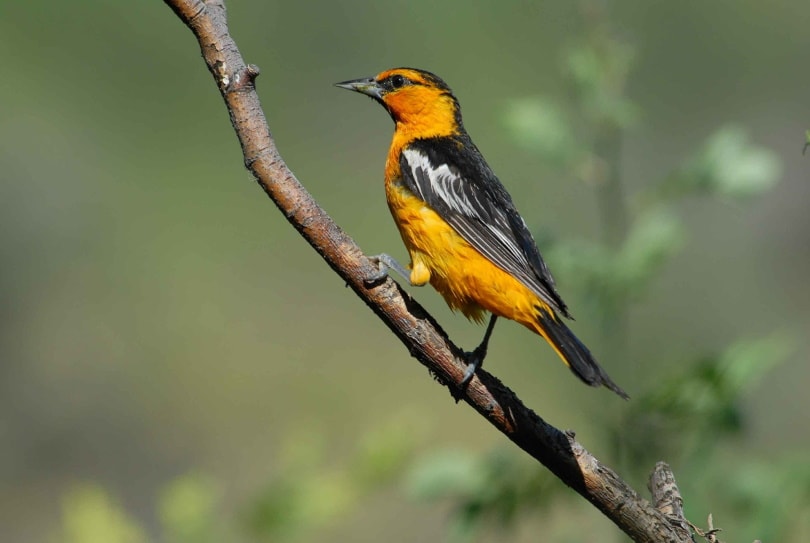 orioles_PublicDomainImages_Pixabay
