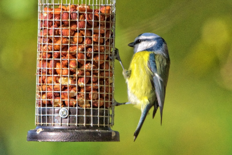 peanut-feeder_Piqsels