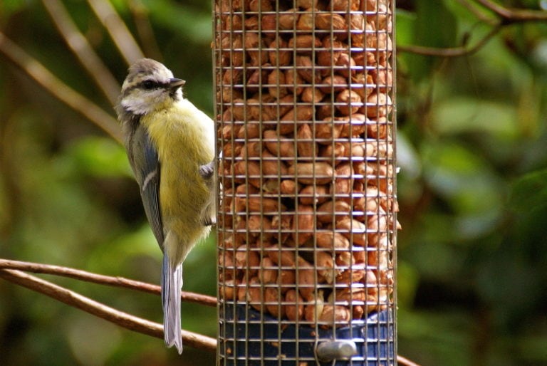 3 Proven Ways to Keep Sparrows Out of Bluebird Houses (Easy Guide) Optics Mag