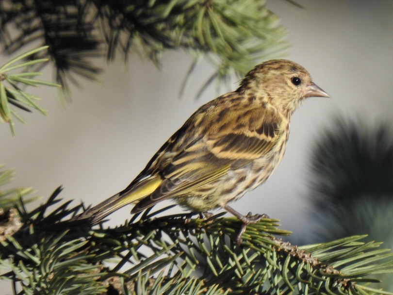 pine-siskin_ ftmartens_Pixabay