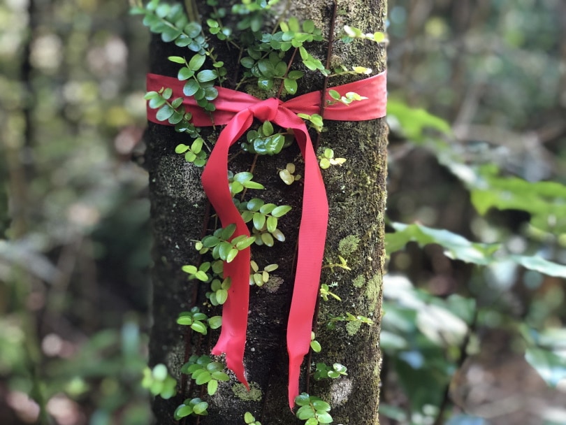 red ribbon_Piqsels