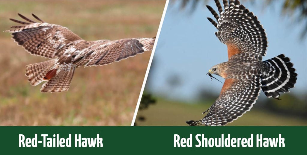 red-shouldered-vs-red-tailed-hawk-header2