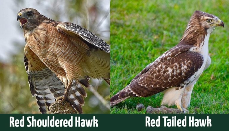 Red-Shouldered vs. Red-Tailed Hawks: What’s The Difference? - Optics Mag