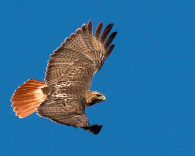 red tailed hawk vs red shouldered hawk