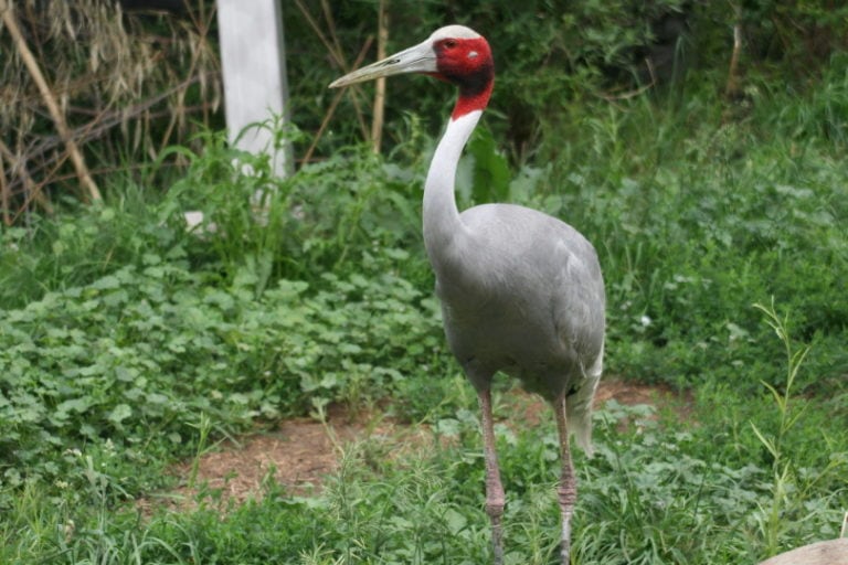 15 Types of Crane Bird Species in 2024 (With Pictures) Optics Mag