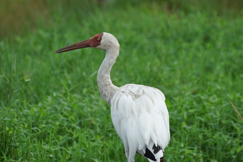 15 Types of Crane Bird Species in 2024 (With Pictures) - Optics Mag