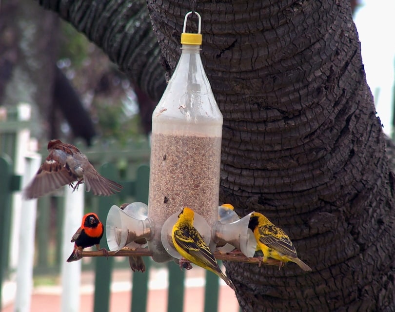 soda bottle feeder