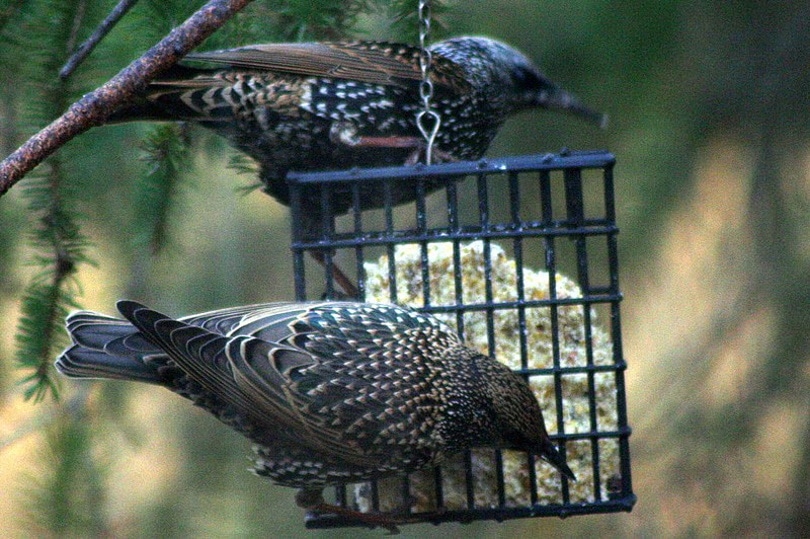 suet feeder_Mindmatrix_Wikimedia