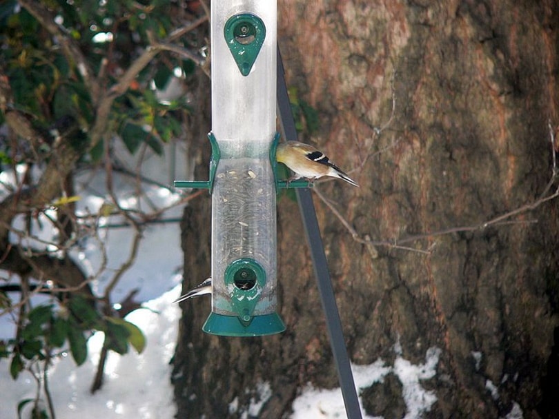 tube feeder_Pbtflakes_Wikimedia