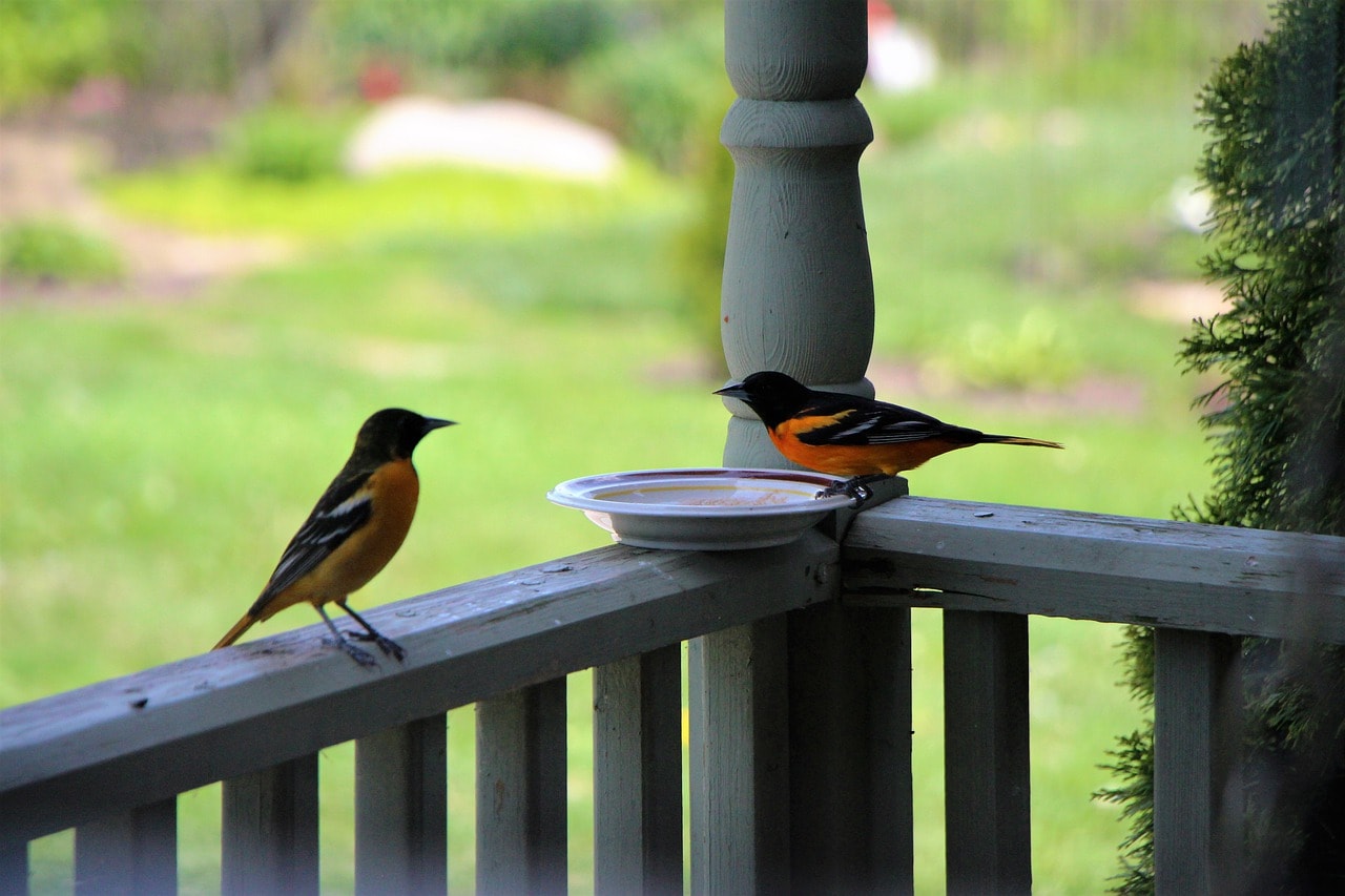 two orioles