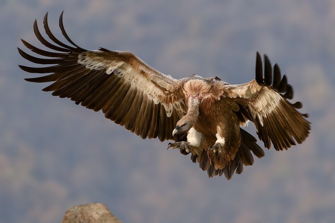 vulture