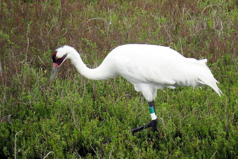 15 Types of Crane Bird Species in 2024 (With Pictures) Optics Mag