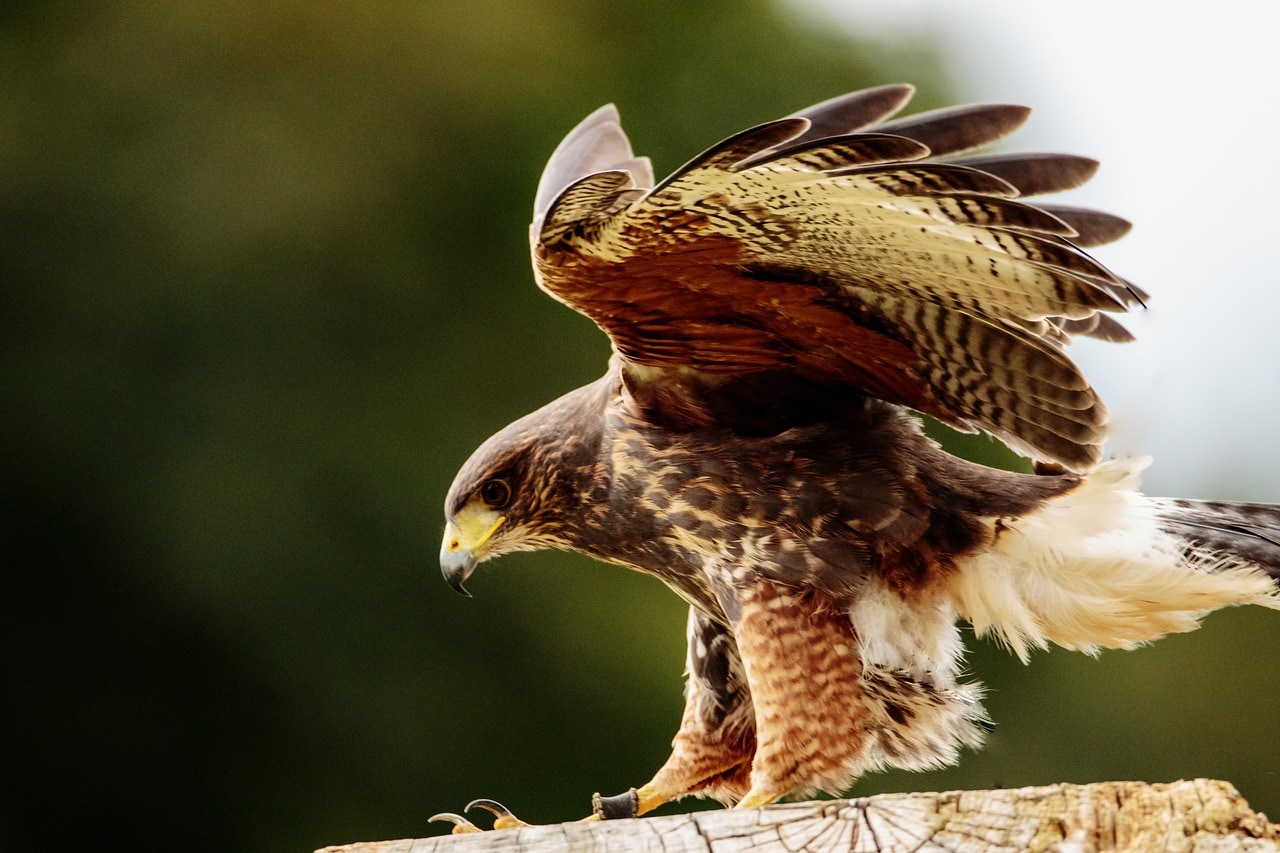 Birds Of Prey Birds Of Prey