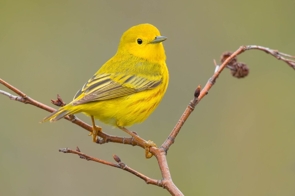 7 Common Yellow Birds (With Pictures): Info, Pics, Nesting, & Status ...