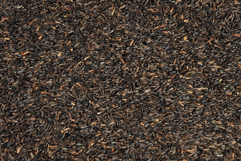 Nyjer-seed_Francois-Lariviere_shutterstock