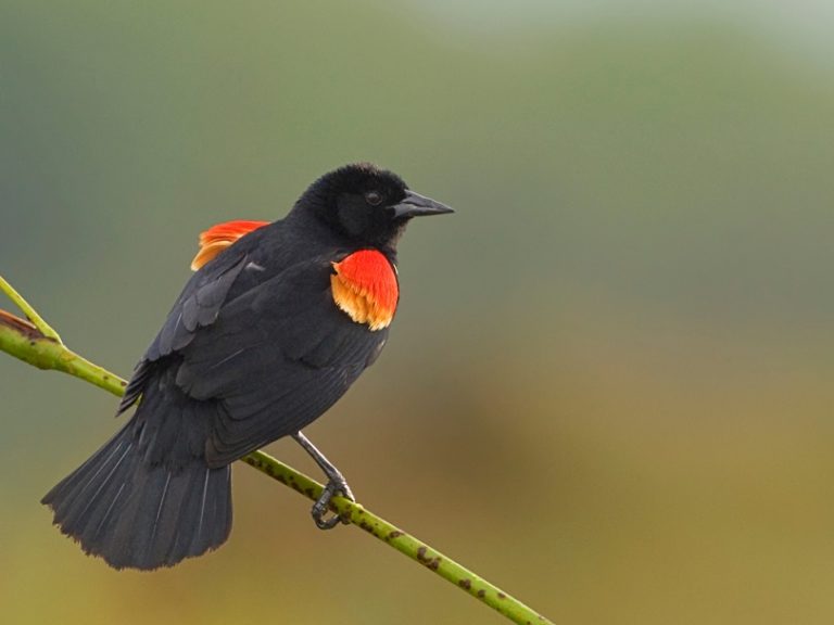 What Are The Huge Black Birds In Texas