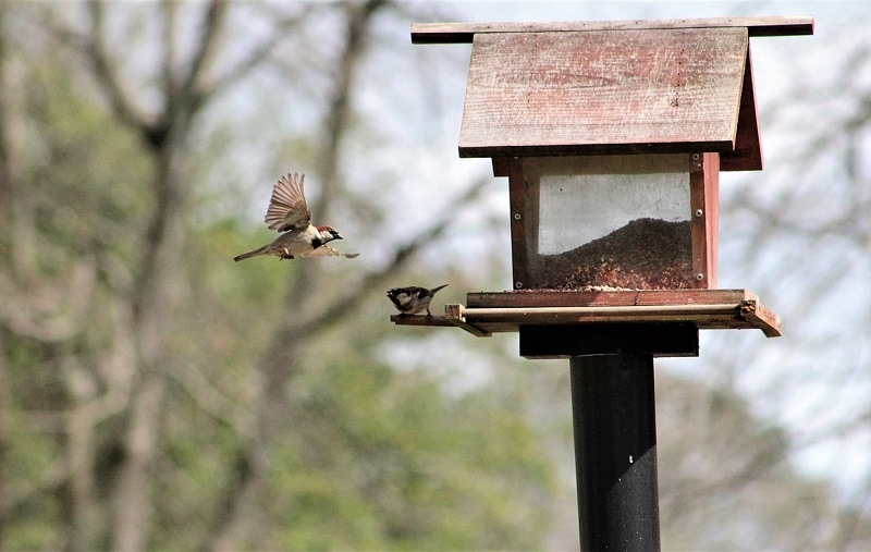 Tree sparrow