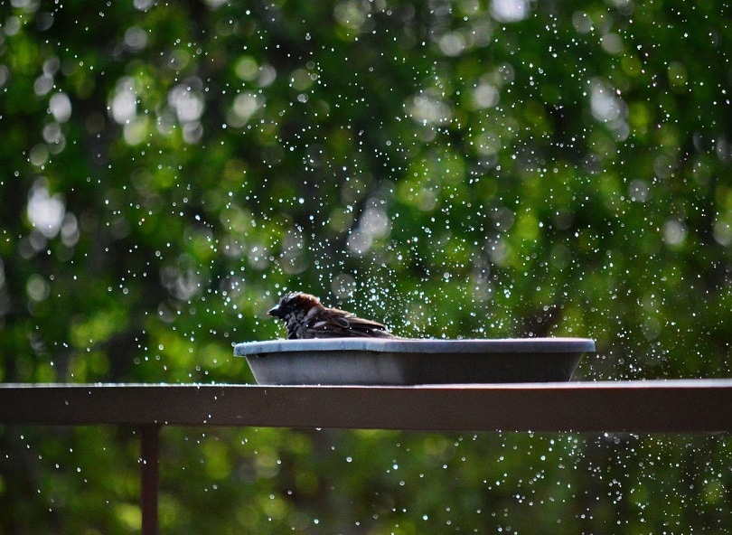 bird bath
