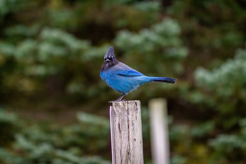 bird-bluejay-pixabay