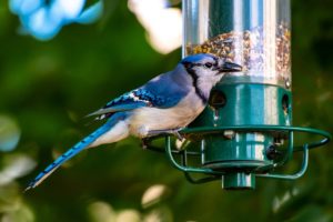 bird-feeder-bluejay-pixabay (2)