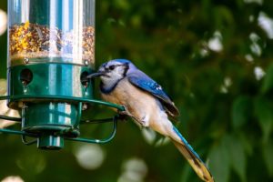 bird feeder bluejay