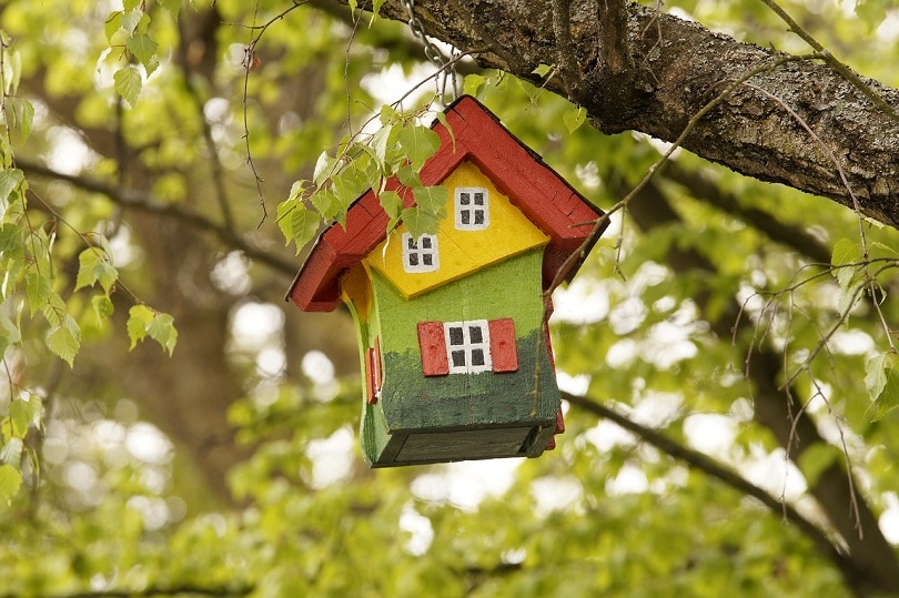 bird feeder