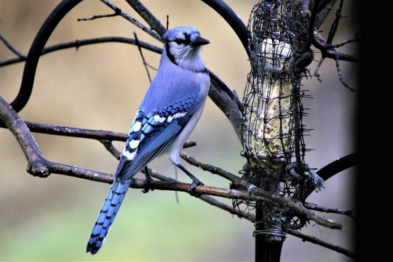 Common Backyard Birds in Iowa (With Pictures) - Optics Mag