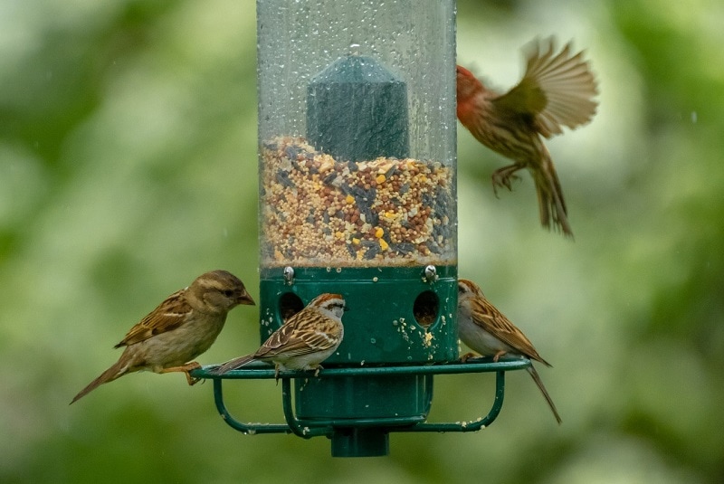 brid feeder