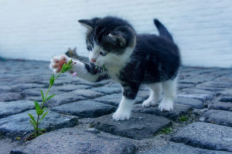 catt-pixabay
