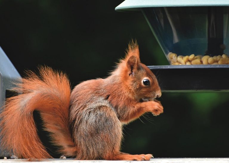 How to Keep Squirrels Out of Hummingbird Feeders Optics Mag