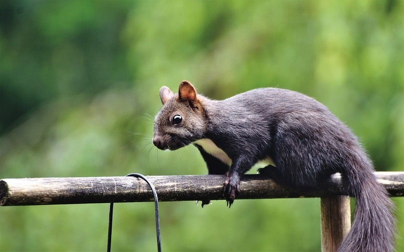 squirrel-pixabay