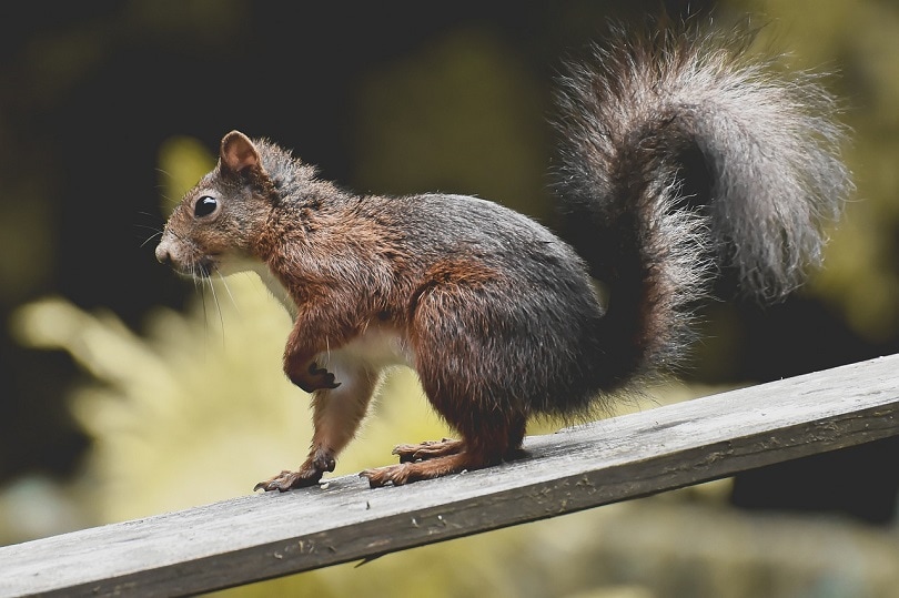 squirrel-pixabay