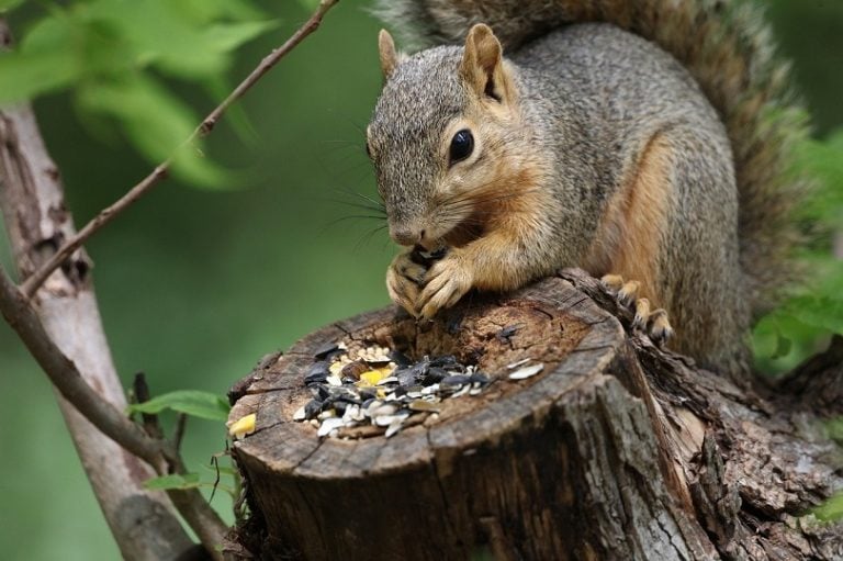 Do Squirrels Eat Birds? Everything You Need to Know! Optics Mag