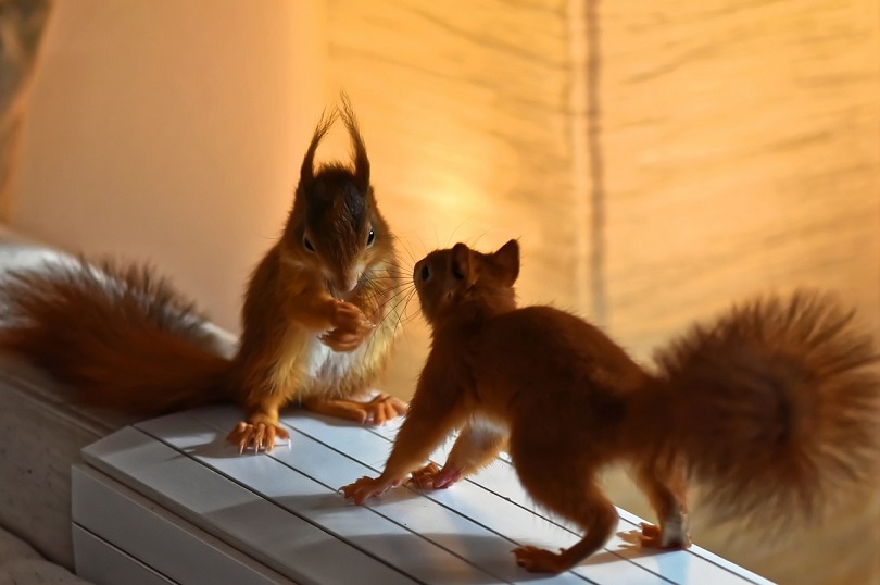 squirrel-pixabay