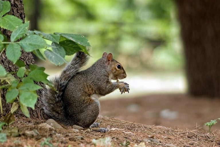 How to Keep Squirrels Out of Hummingbird Feeders Optics Mag