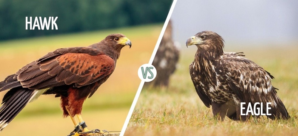 hawk vs eagle