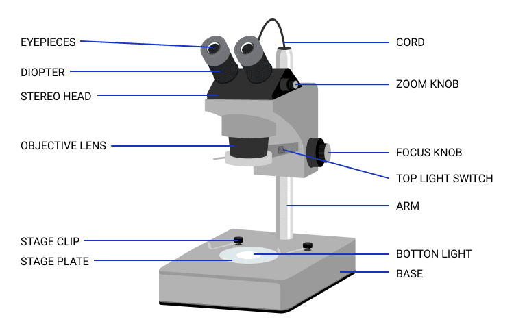 Compound Vs. Dissecting Microscope: What's the Difference? - Optics Mag