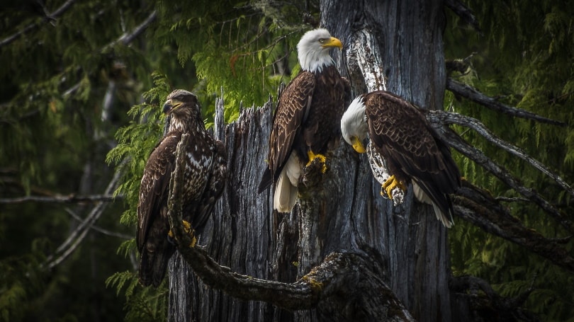 3 bald eagles on tree branch