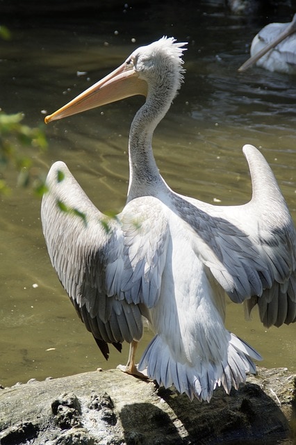Dalmatian Pelican