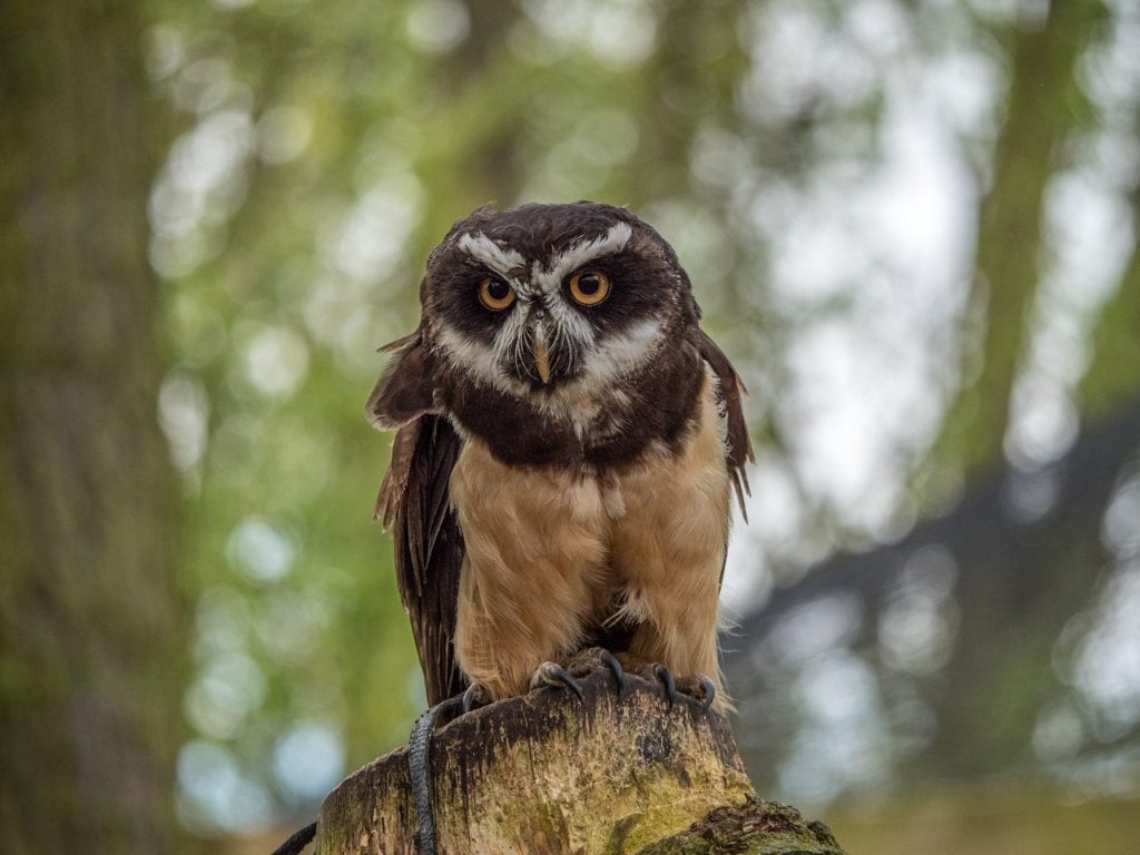 Spectacled Owl