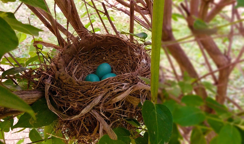 american robin's eggs in the nest
