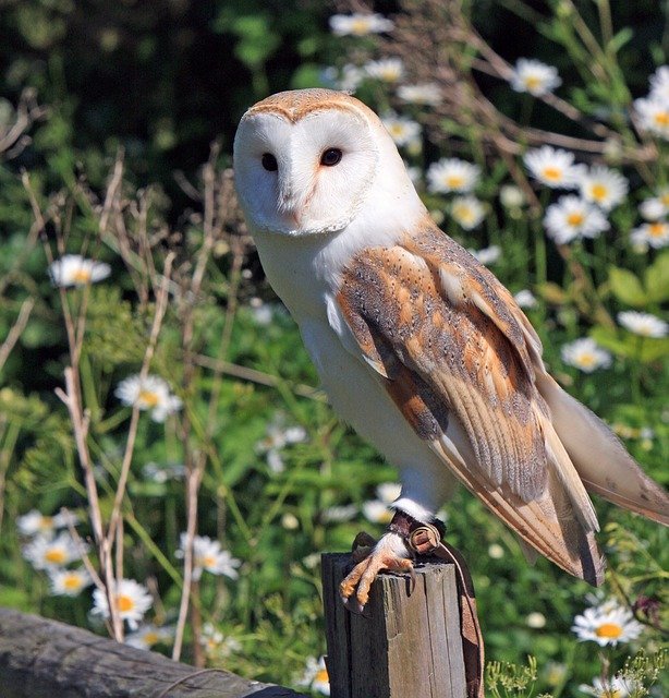 barn owl