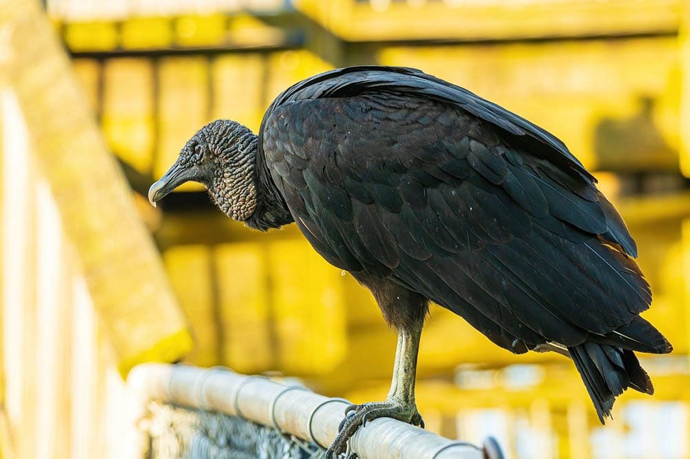black vulture